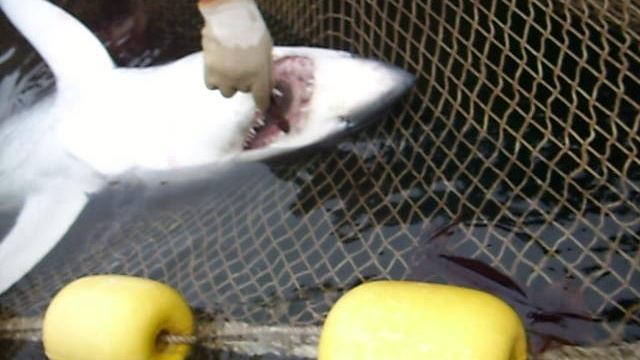 Стоматолаги. Dentist