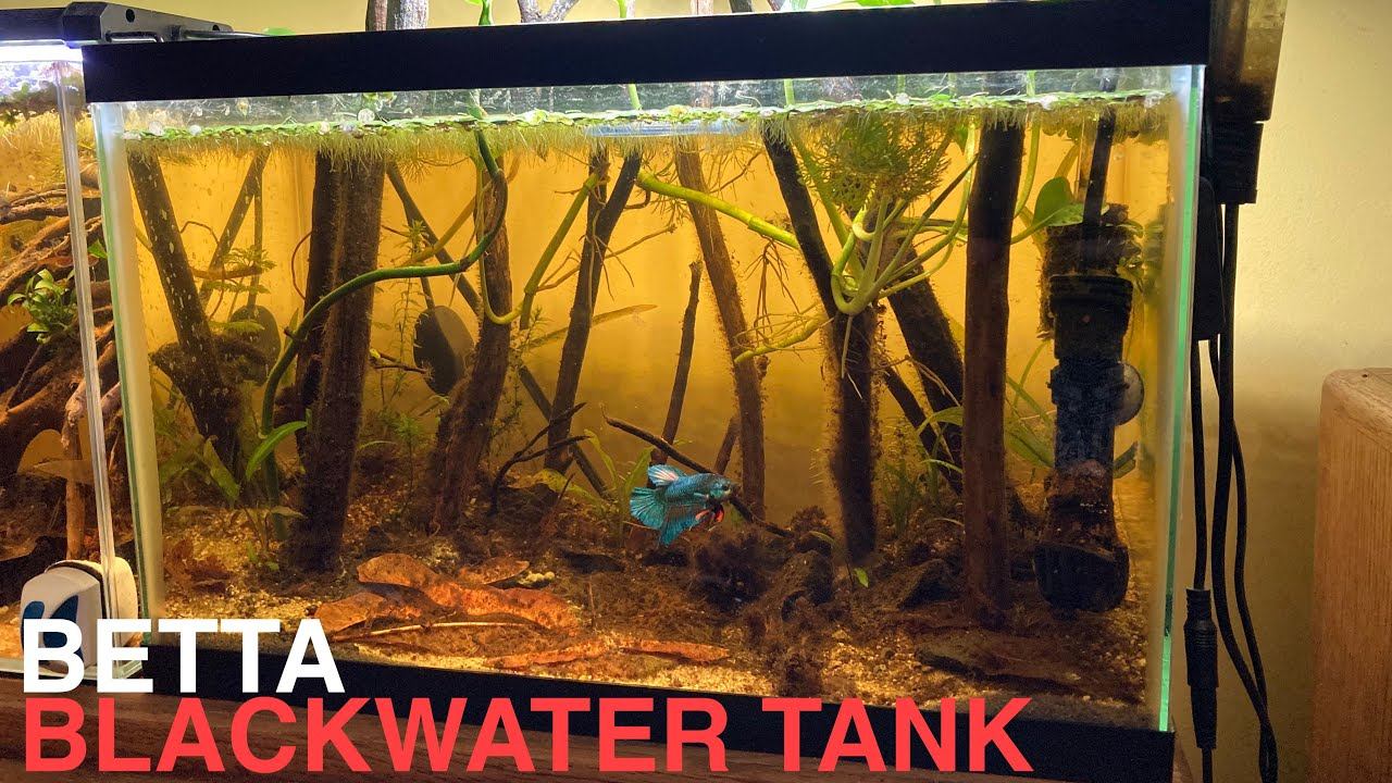 Aquascaping A simple Betta Aquarium: Easy Aquascaping Ep. 2 смотреть онлайн