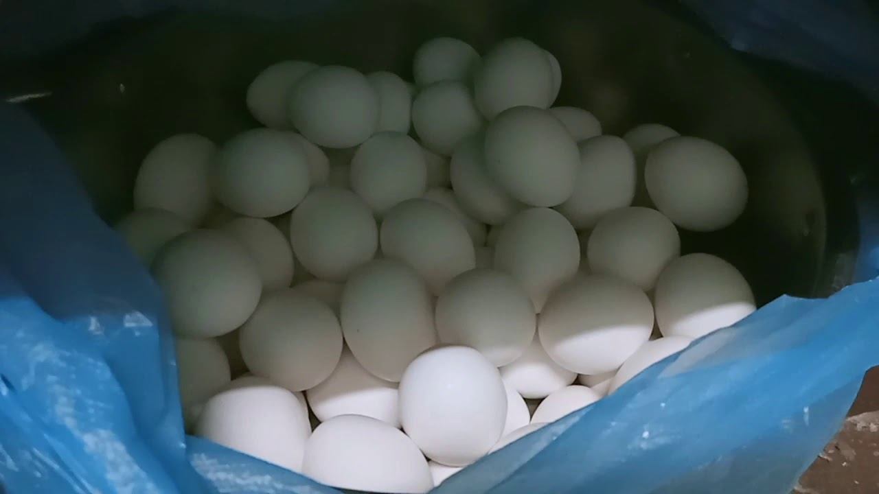 MORE WHITE EGG & BROWN ||MARGIE TV смотреть онлайн