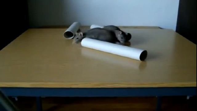 Ratten auf dem Tisch смотреть онлайн