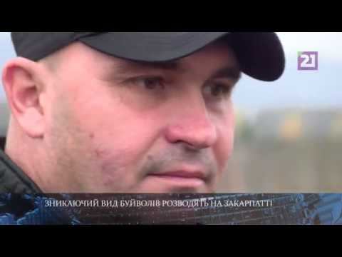 Екоферма буйволів у с. Горінчово на Закарпатті. смотреть онлайн