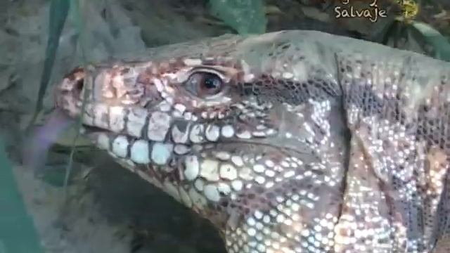PARAGUAY SALVAJE: Aventuras increíbles смотреть онлайн