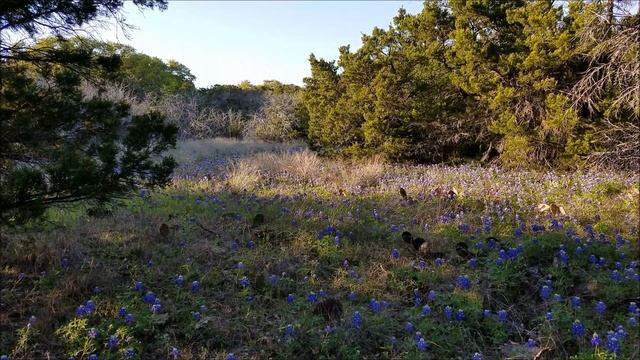 Cleburne State Park Spring Wildflower Hike смотреть онлайн