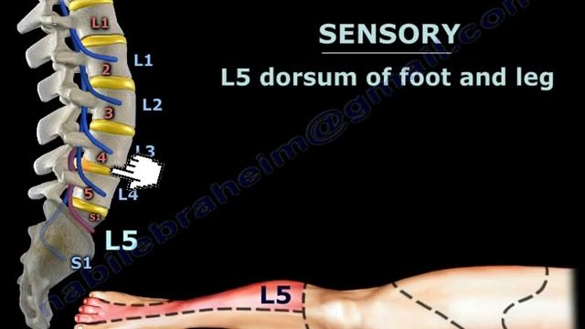 Neurological Examination Spinal Cord Part 2 - Everything You Need To Know - Dr. Nabil Ebraheim смотреть онлайн