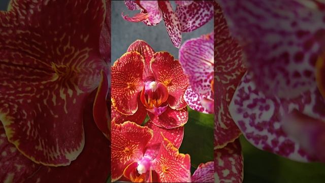 Орхидеи-бабочки Cherry Bomb ES-2 ❤️ и Aleksandra 8 💖 Дуэт красивейших фаленопсисов | Обзор сортов смотреть онлайн