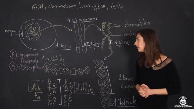 ADN, chromosome, locus, gène, allèle - SVT 1ère - Les Bons Profs смотреть онлайн