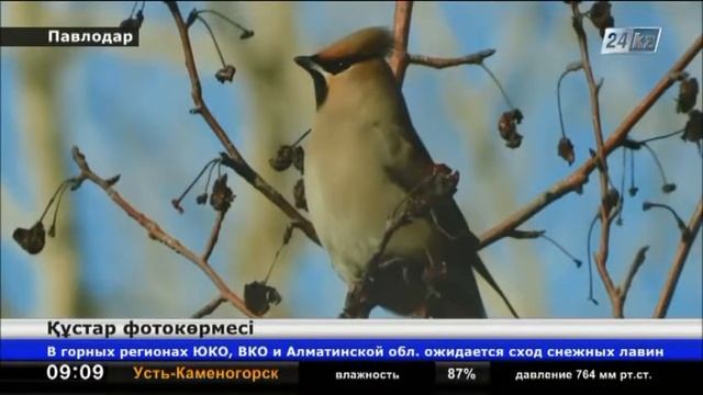 Павлодарда құстар фотокөрмесі ашылды смотреть онлайн