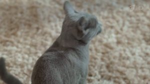 Реклама Шеба - Сопротивление бесполезно 2020