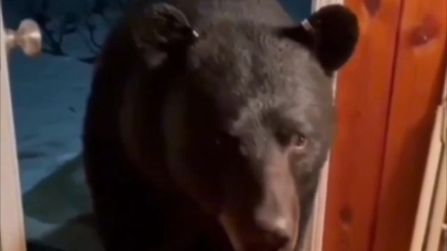 Зашел не в ту дверь. смотреть онлайн