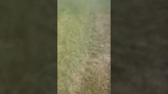 Я пасу коров смотреть онлайн