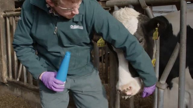 How to use Cal Gel and Keto Gel in Cows - Preparation & Application смотреть онлайн