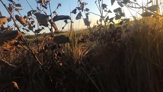 Охота на гуся с подхода