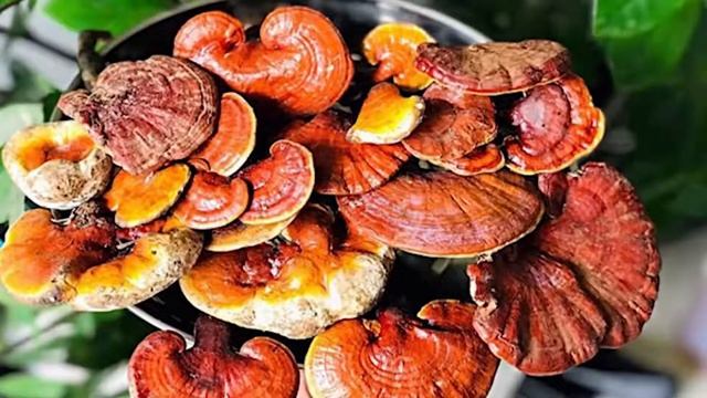 Chia sẻ về sản phẩm Bảo Phế Đan của TTUT Bs. Nguyễn Hồng Hải - Nguyên PGĐ bệnh viện YHCT Hòa Bình смотреть онлайн