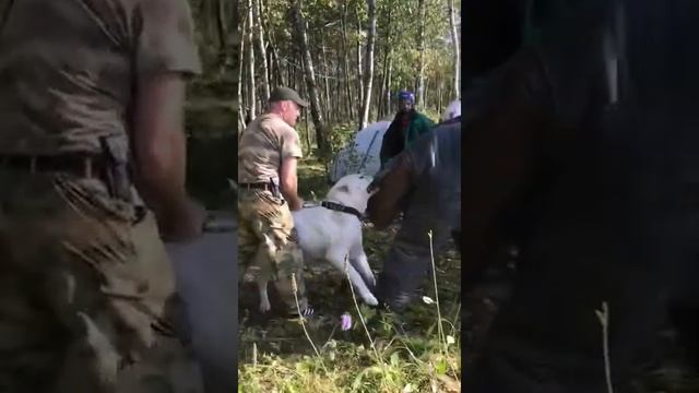 Воронежский алабай самый опасный враг испытаний!