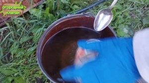 подкормка на основе борной кислоты(чудесный способ увеличить урожай)#борнаякислота#подкормки#огород