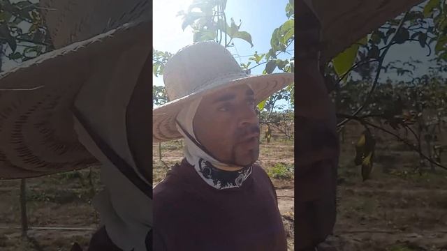 tecendo rama do maracujá e aguando no mesmo tempo смотреть онлайн