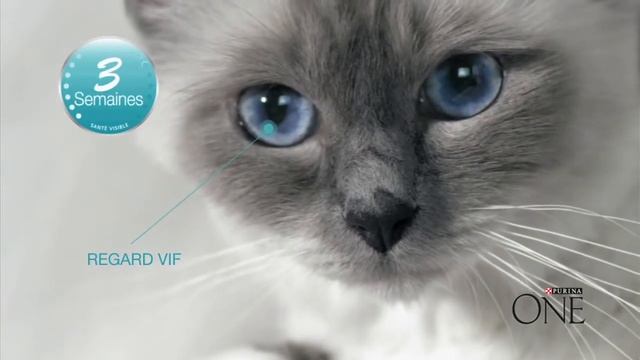 Le nouveau spot TV de Purina ONE Challenge 3 Semaines смотреть онлайн
