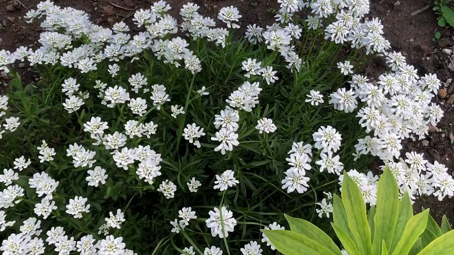 МОРОЗОСТОЙКИЙ  вечнозеленый МНОГОЛЕТНИК.