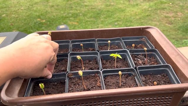 1 Week Update on the Cherry Seeds 🍒 ❤️ смотреть онлайн