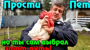 Почему отказался от Бресс-гальской породы кур.