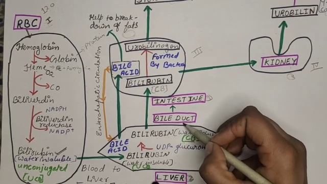 MECHANISM OF BILIRUBIN, UROBILINOGEN,BILE SALTS FORMATION. смотреть онлайн