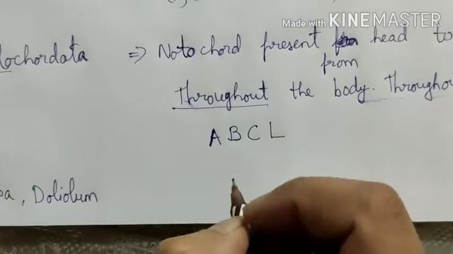 Phylum chordata смотреть онлайн