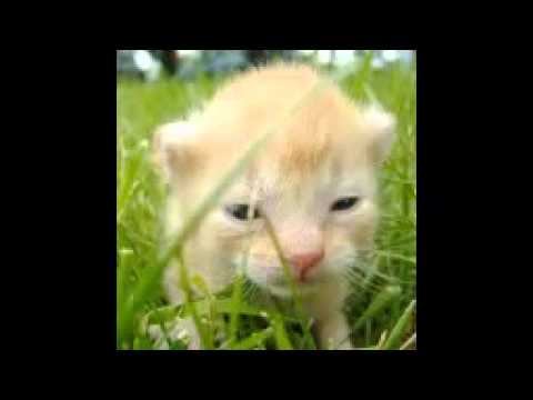 Котёнок мяу смотреть онлайн