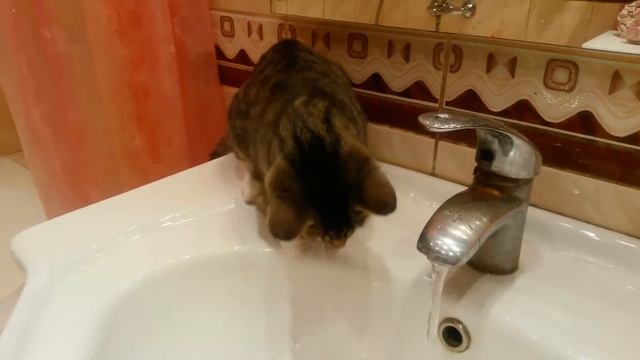 Кто сказал, что кошка не любит воду? смотреть онлайн