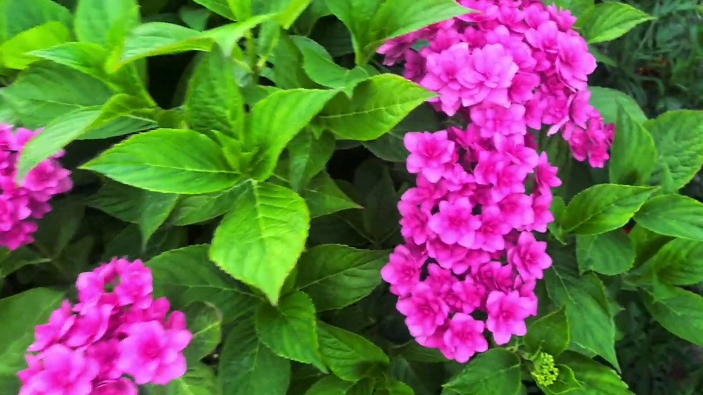 Как укрыть крупнолистную гортензию 07.10.24 в Ленобласти (матрасик всё-таки убрала).Обрезка роз. смотреть онлайн