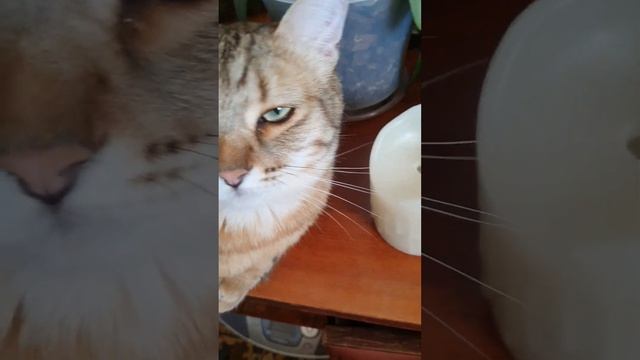 #cat #хочуврек #подпишись смотреть онлайн