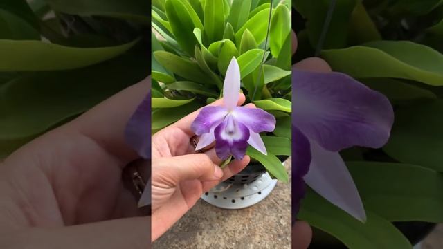Cattleya mini... angle kiss Hoàng bình: 0914727162 смотреть онлайн