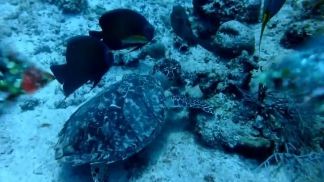 Diving in Cozumel, Mexico смотреть онлайн