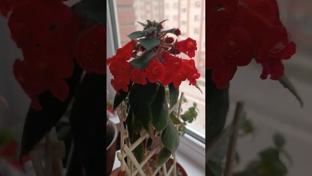 #цветок Калерия на подоконнике #комнатныерастения #цветыдома смотреть онлайн