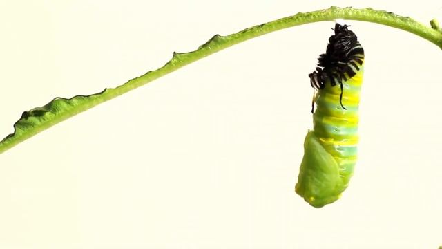 Lifecycle Of A Butterfly