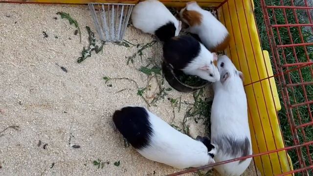УРА!!!БЕЛОЧКА РОДИЛА!!! смотреть онлайн