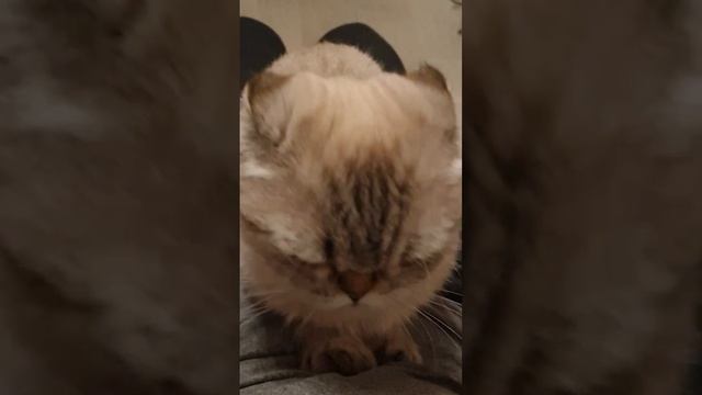 #cat смотреть онлайн