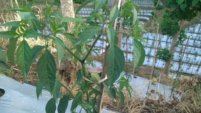 PENYEBAB DAN CARA MENGATASI TANAMAN CABE KERDIL смотреть онлайн