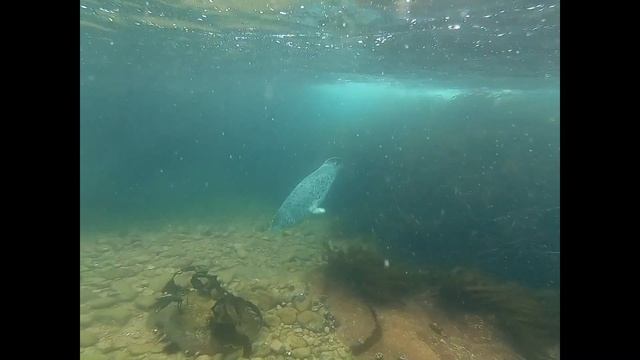 Seals of Far East VL смотреть онлайн
