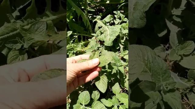 Menta Peperina: De la flia. Lamiaceae. Aromática y medicinal. Muy usada en el mate en Argentina. смотреть онлайн