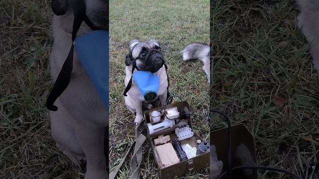 П.С.Т.А.Л.К.Е.Р. смотреть онлайн