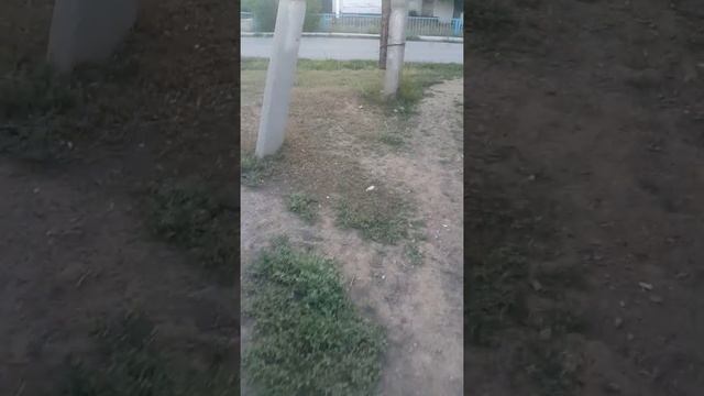 Мусорка возле СЭС смотреть онлайн