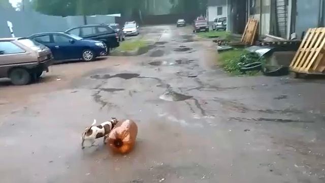 Бочка и собака