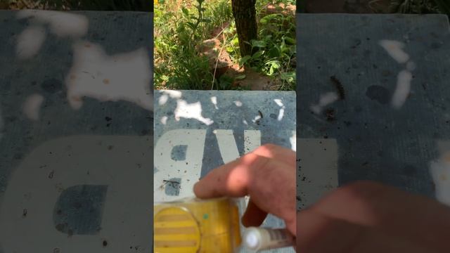 Устройство для метки матки и маркер. смотреть онлайн