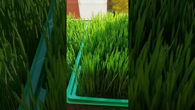 Микрозелень пшеницы 🌿/Wheat microgreen, Wheatgrass смотреть онлайн