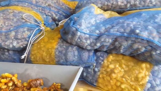बेसार काट्ने तथा सुकाउने मेसिन Turmeric cutting & Drying смотреть онлайн