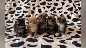 Отличительные признаки Мейн Кунов от обычных котов