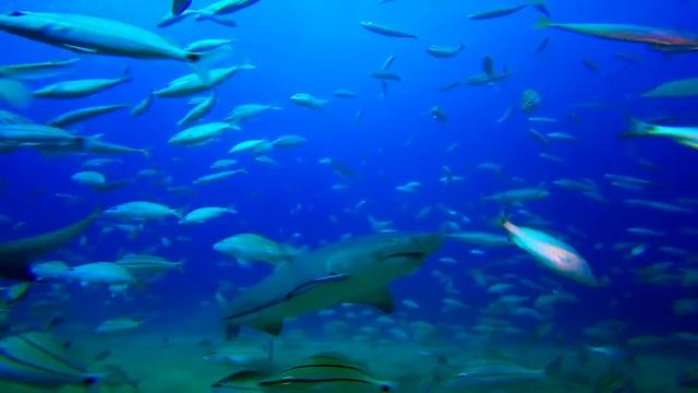 Lemon Sharks. смотреть онлайн