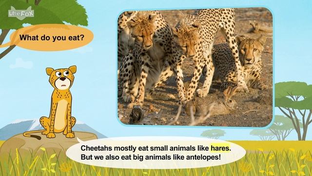 African Lions, Cheetah, And Siberian Tigers