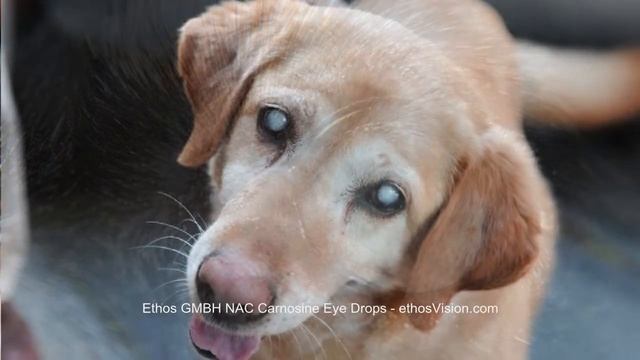 Dog Diabetes Cataract Surgery - MUST SEE Dog Cataract Video смотреть онлайн