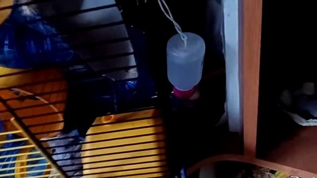 2 часть что нужно для xомяков. смотреть онлайн